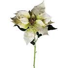 De262038 Direct Export White Fresh Like Poinsettia Stem 886505620383