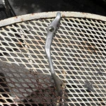 Vintage Shimano Brake Lever DEL-50 Right. Fixed Price $15.00.